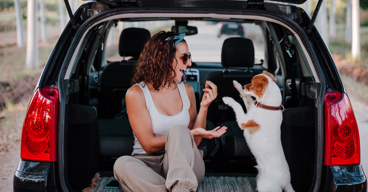 Traveling with Pets: Essential Carriers and Accessories for Your Adventures