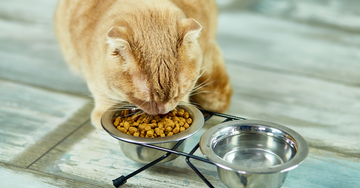 How to Pick the Perfect Pet Feeder and Bowl for Your Furry Friend