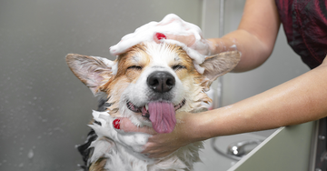 Essential Pet Grooming Tools: From Brushes to Vacuums