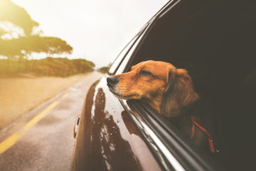 Protecting Your Pets: Why Car Safety Matters More Than Ever