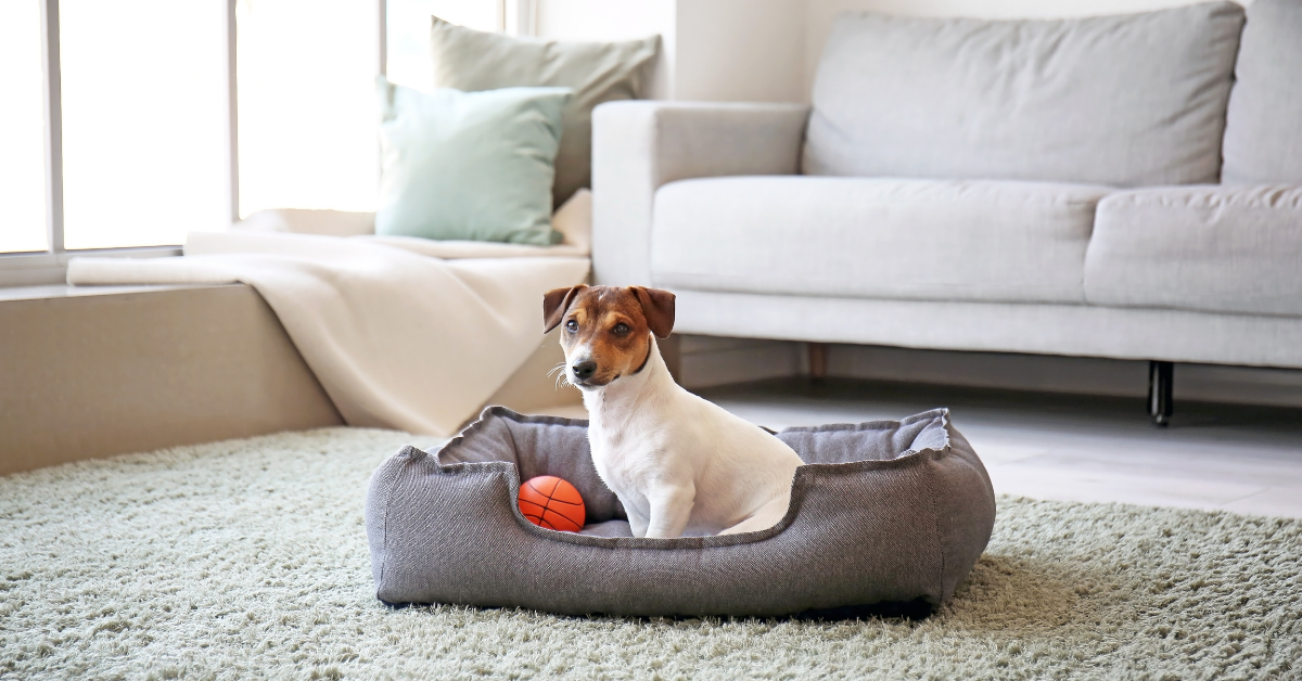 Creating a Cozy Haven for Your Pets: The Best Beds and Hammocks for Ultimate Comfort