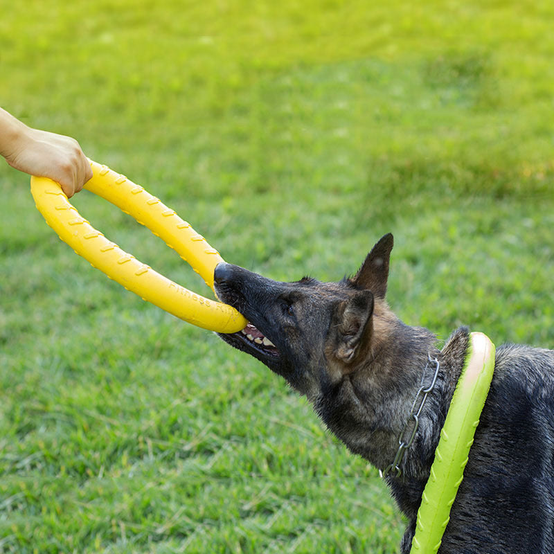 Dog Training Flying Discs